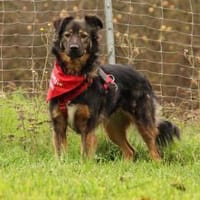 Romina - sanfte liebevolle Hündin, Hündin zur Adoption