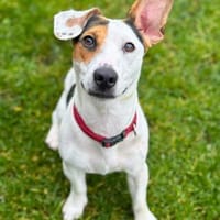 Tequila - eine Anfängerhündin, Hündin zur Adoption