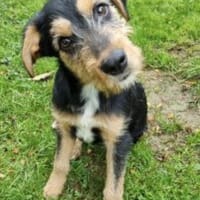 Zido 40 cm (Okt 25) Pflegestelle, Hund zur Adoption