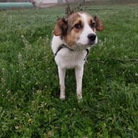 Sasha sucht ihre Menschen, Hündin zur Adoption