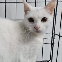 TINA & ATENEA -zwei muntere - MINI-Tiger, Katze zur Adoption