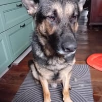 Shadow braucht ein Zuhause, Hund zur Adoption