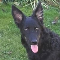 Zauberhafte LARA, Hündin zur Adoption