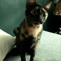 Lilly sucht ein Zuhause, Katze zur Adoption