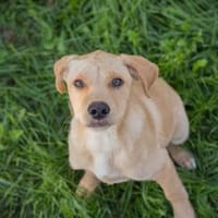 MILOW -jetzt können die Richtigen kommen, Hund zur Adoption