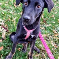 Mona   das aufgeschlossene Hundemädchen, Hündin zur Adoption