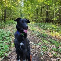 Piero 💙💙💙 dringend neues Zuhause, Hund zur Adoption