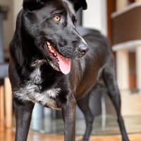 Michone   Die Hündin, die jeden Tag ..., Hündin zur Adoption