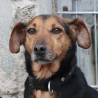 Penny - kinderlieb u. sehr zutraulich, Hündin zur Adoption