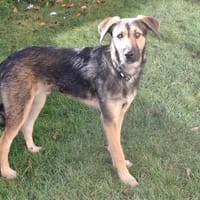 Simon  Jungspund sucht seine Familie, Hund zur Adoption