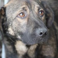 Taui - lieb, verträglich, zutraulich, Hund zur Adoption