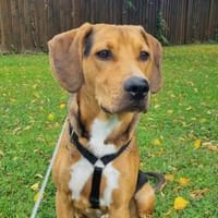 Tadeus  sucht sein Körbchen 🐶, Hund zur Adoption