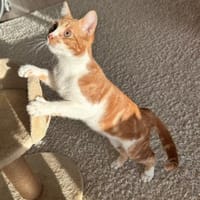 verschmuster Kyle, Kater zur Adoption