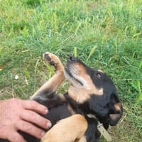 Bella2 eine treue Seele sucht Euch, Hündin zur Adoption