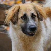 Linus, Pflegestelle in Hessen, Hund zur Adoption