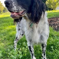 Zuhause gesucht: APRILE (m) in 50189, Hund zur Adoption