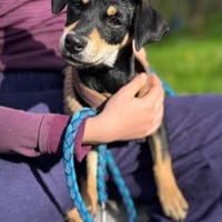 Avani kleine Schönheit sucht Zuhause, Hündin zur Adoption