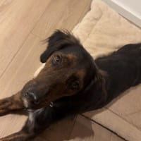 AKKI - Kuschelmonster will weiter lernen, Hund zur Adoption