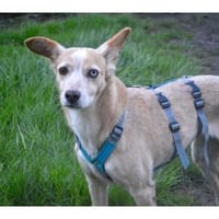 Soma - wartet in 32791 Lage, Hündin zur Adoption