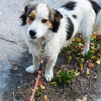 kleine Lisska, 33 cm sucht Zuhause, Hündin zur Adoption