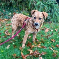 Ella Zauberfee sucht ihre Menschen, Hündin zur Adoption