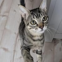 Schmusebacke Bandit, Kater zur Adoption