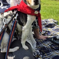 Ratón ✨ ein Goldschatz sucht Familie !, Hund zur Adoption