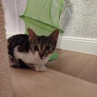 Cynthia - ruhiges Zuhause gesucht, Katze zur Adoption