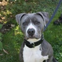 Bruno, junger, sportl. Rüde, Hund zur Adoption