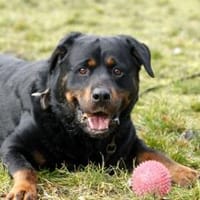 Blacky su. hundeerfahrene Halter, Hund zur Adoption