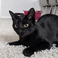 Verschmuster Turbo, Kater zur Adoption