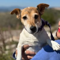 Auri  Süße Hundedame sucht ihr 2. Glück, Hündin zur Adoption