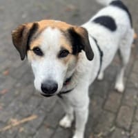 Sharky Kinderfreund sucht Familie 🐶💚, Hund zur Adoption