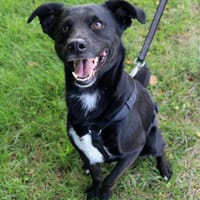 August - bringt den Sommer ins Haus 🌞, Hund zur Adoption