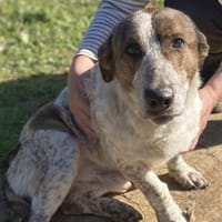 Kleiner BOUBIS sucht ein Zuhause, Hund zur Adoption