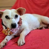 Shyee - sucht ihr Herzenszuhause, Hündin zur Adoption