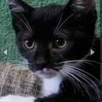 Agoston, anfangs noch schüchtern, Kater zur Adoption