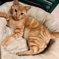 Aaron - rot gestromte Schönheit, Kater zur Adoption