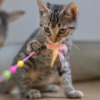 Lio (w) - meine Angel geb ich nicht mehr, Katze zur Adoption