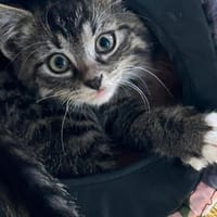 2 Babys suchen noch ein Zuhause, Kater zur Adoption