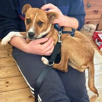 Pacco - der Kuschelpoet, Hund zur Adoption