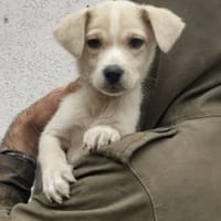 Lina 28 cm (Nov 25) Pflegestelle, Hündin zur Adoption