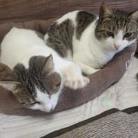 Xara & Zoi suchen ihr Für-immer-Zuhause, Katze zur Adoption