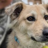 LunaLernwillig und mit viel Potential, Hündin zur Adoption