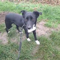 Claudia  zarte Elfe sucht ihre Menschen, Hündin zur Adoption