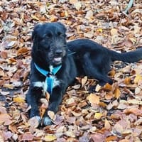 Marcellino- ein schwarzer Diamant, Hund zur Adoption
