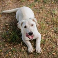 FIPS - zusammen kann's nur gut werden, Hund zur Adoption