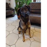 Edith  wartet in 56379 Oberwies, Hündin zur Adoption