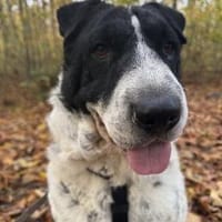 Bandit wartet in Köln, Hund zur Adoption