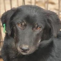 MARIA-zauberhafte Jung-Hündin,43 cm, Hündin zur Adoption